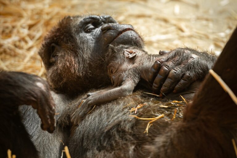 ZOO Antwerpen heeft pasgeboren gorillababy