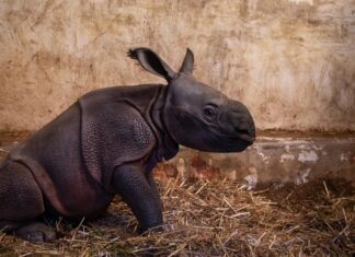 Zeldzaam in de natuur: pasgeboren neushoornbaby in Planckendael – met video