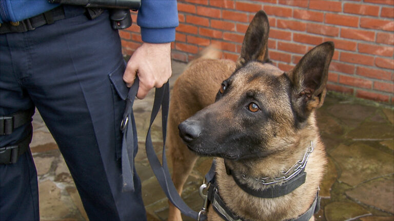 Andy Peelman waarschuwt voor zijn hond Barry: “dan wil hij maar één ding”